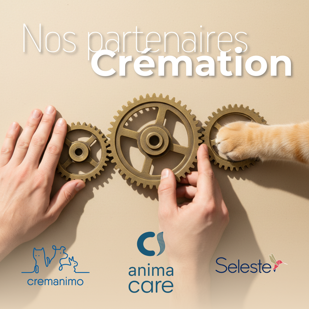 Logos des partenaires crémation de dr.veto : Anima Care, Cremanimo et Seleste